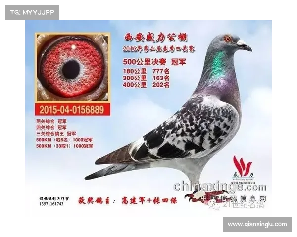 2017西安赛事2017西安威力决赛成绩