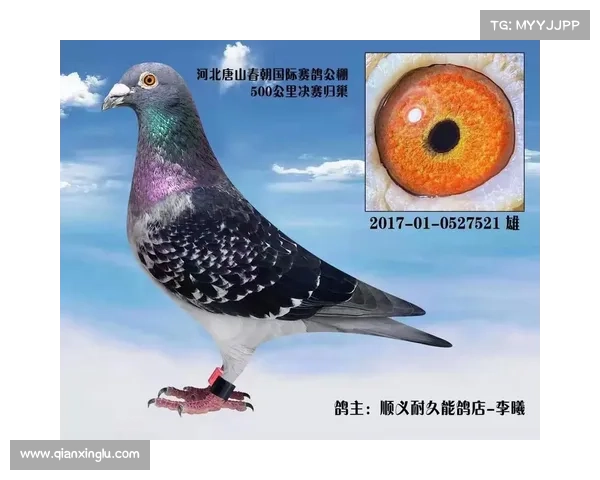 唐山赛事代理商唐山赛鸽名家都有谁